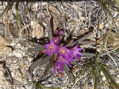 Lewisia pygmaea