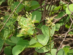Bauhinia racemosa