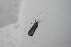 Virbia laeta