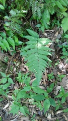 Dryopteris uniformis