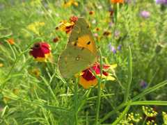 Colias croceus