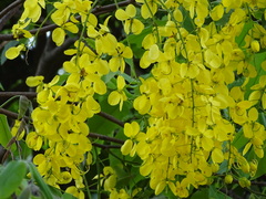 Cassia fistula