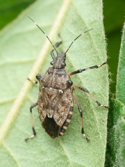 Dalpada nodifera