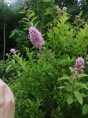 Spiraea