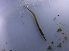 Aulorhynchus flavidus