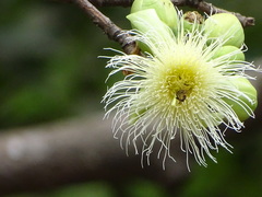 Careya arborea