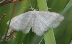 Scopula ternata