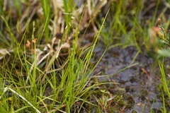 Carex echinata echinata