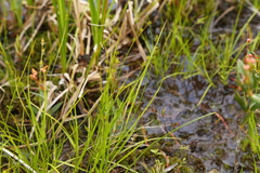 Carex echinata echinata