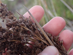 Juncus kraussii kraussii