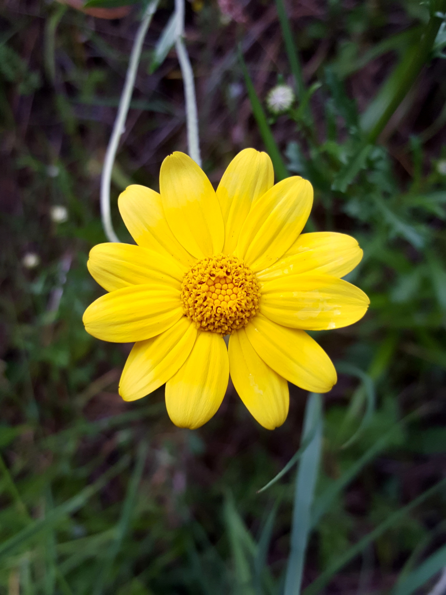 Eriophyllum lanatum var. leucophyllum