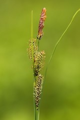 Carex kelloggii