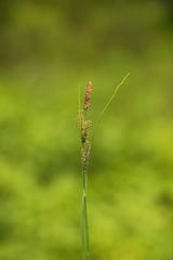 Carex kelloggii