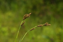 Carex luzulina