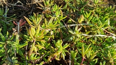 Suaeda australis