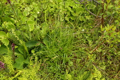 Carex luzulina