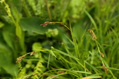 Carex luzulina