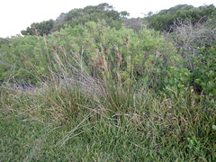 Juncus kraussii kraussii