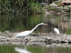Ardea alba