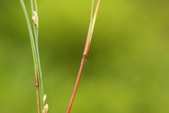 Juncus supiniformis