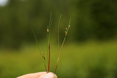 Juncus supiniformis