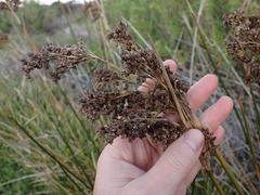 Juncus kraussii kraussii