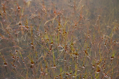 Juncus supiniformis