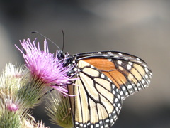 Danaus plexippus
