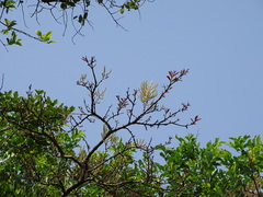 Terminalia