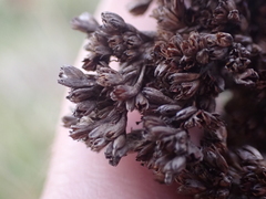 Juncus kraussii kraussii