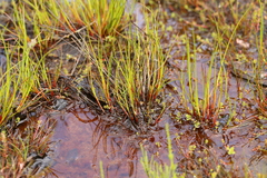 Juncus supiniformis