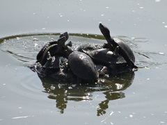 Kinosternon integrum