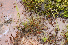 Juncus supiniformis
