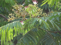 Albizia chinensis