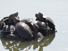 Kinosternon integrum