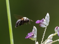 Xylocopa phalothorax