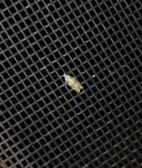 Aethes argentilimitana