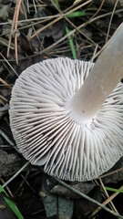 Tricholoma terreum image