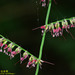 Awned Panick Grass - Photo (c) Kinmatsu Lin, some rights reserved (CC BY-NC), uploaded by Kinmatsu Lin