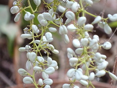 Diploclisia glaucescens