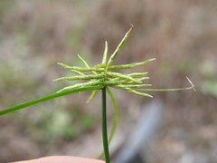 Cyperus bowmanni