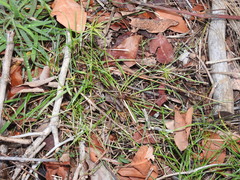 Cyperus bowmanni