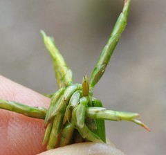 Cyperus bowmanni