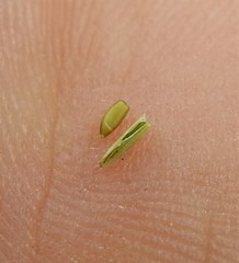 Cyperus bowmanni