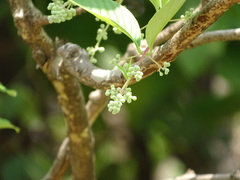 Lagerstroemia microcarpa