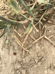 Coccinella septempunctata