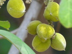 Lepisanthes tetraphylla