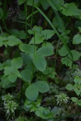 Galium kamtschaticum