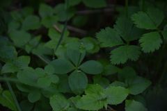 Galium kamtschaticum