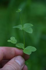 Galium kamtschaticum